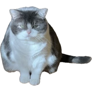BBHü, a grumpy white and gray English Shorthair